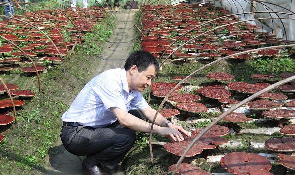 杭州亞運會官方靈芝產(chǎn)品供應商|杭州亞運會官方供應商|中國靈芝十大品牌|仙客來靈芝|仙客來靈芝破壁孢子粉|仙客來孢子油|仙客來靈芝飲片|仙客來破壁孢子粉|靈芝孢子油|孢子粉|靈芝破壁孢子粉|靈芝|中華老字號