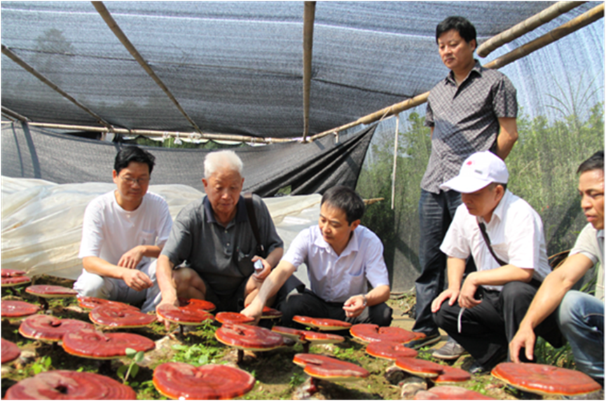 杭州亞運會官方靈芝產(chǎn)品供應商|杭州亞運會官方供應商|中國靈芝十大品牌|仙客來靈芝|仙客來靈芝破壁孢子粉|仙客來孢子油|仙客來靈芝飲片|仙客來破壁孢子粉|靈芝孢子油|孢子粉|靈芝破壁孢子粉|靈芝|中華老字號