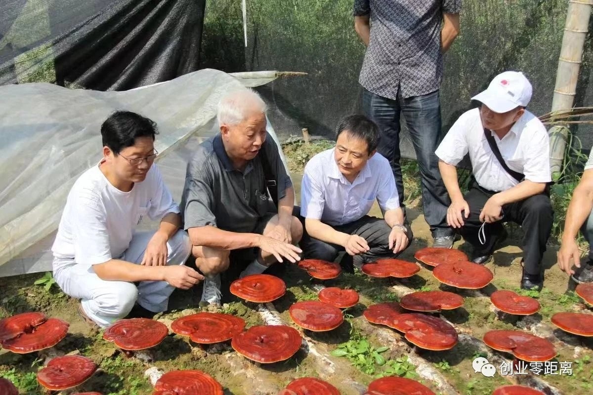 杭州亞運(yùn)會官方靈芝產(chǎn)品供應(yīng)商|杭州亞運(yùn)會官方供應(yīng)商|中國靈芝十大品牌|仙客來靈芝|仙客來靈芝破壁孢子粉|仙客來孢子油|仙客來靈芝飲片|仙客來破壁孢子粉|靈芝孢子油|孢子粉|靈芝破壁孢子粉|靈芝|中華老字號