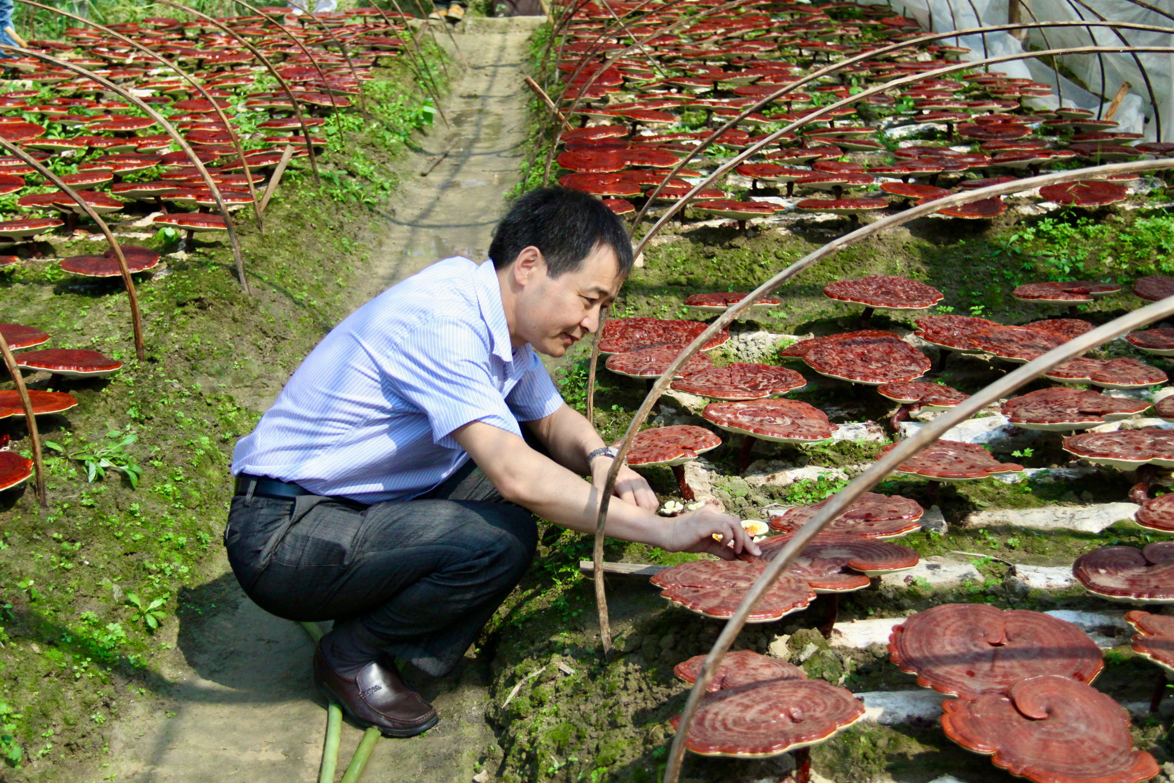 杭州亞運會官方靈芝產(chǎn)品供應(yīng)商|杭州亞運會官方供應(yīng)商|中國靈芝十大品牌|仙客來靈芝|仙客來靈芝破壁孢子粉|仙客來孢子油|仙客來靈芝飲片|仙客來破壁孢子粉|靈芝孢子油|孢子粉|靈芝破壁孢子粉|靈芝|中華老字號